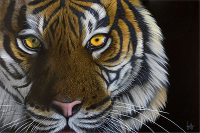 'Tiger Eyes' Limited Edition Print